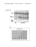 USE OF MOLECULAR MARKERS FOR THE PRECLINICAL PROFILING OF INHIBITORS OF     ENZYMES HAVING HISTONE DEACETYLASE ACTIVITY diagram and image