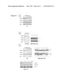 USE OF MOLECULAR MARKERS FOR THE PRECLINICAL PROFILING OF INHIBITORS OF     ENZYMES HAVING HISTONE DEACETYLASE ACTIVITY diagram and image