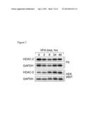 USE OF MOLECULAR MARKERS FOR THE PRECLINICAL PROFILING OF INHIBITORS OF     ENZYMES HAVING HISTONE DEACETYLASE ACTIVITY diagram and image