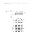 USE OF MOLECULAR MARKERS FOR THE PRECLINICAL PROFILING OF INHIBITORS OF     ENZYMES HAVING HISTONE DEACETYLASE ACTIVITY diagram and image