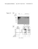USE OF MOLECULAR MARKERS FOR THE PRECLINICAL PROFILING OF INHIBITORS OF     ENZYMES HAVING HISTONE DEACETYLASE ACTIVITY diagram and image
