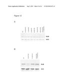 USE OF MOLECULAR MARKERS FOR THE PRECLINICAL PROFILING OF INHIBITORS OF     ENZYMES HAVING HISTONE DEACETYLASE ACTIVITY diagram and image