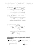 OLIGONUCLEOTIDE LIGATION diagram and image