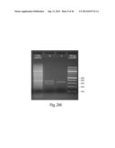 Multichannel Preparative Electrophoresis System diagram and image