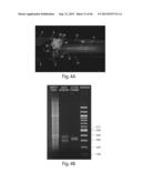 Multichannel Preparative Electrophoresis System diagram and image