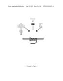 COMPOSITIONS AND METHODS FOR CXCR4 SIGNALING AND UMBILICAL CORD BLOOD STEM     CELL ENGRAFTMENT diagram and image