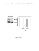 COMPOSITIONS AND METHODS FOR CXCR4 SIGNALING AND UMBILICAL CORD BLOOD STEM     CELL ENGRAFTMENT diagram and image