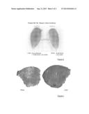 USE OF DECORIN FOR INCREASING MUSCLE MASS diagram and image