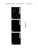 EXPANDABLE CELL SOURCE OF NEURONAL STEM CELL POPULATIONS AND METHODS FOR     OBTAINING AND USNIG THEM diagram and image