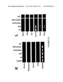 EXPANDABLE CELL SOURCE OF NEURONAL STEM CELL POPULATIONS AND METHODS FOR     OBTAINING AND USNIG THEM diagram and image