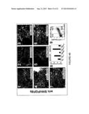 EXPANDABLE CELL SOURCE OF NEURONAL STEM CELL POPULATIONS AND METHODS FOR     OBTAINING AND USNIG THEM diagram and image