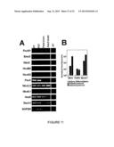 EXPANDABLE CELL SOURCE OF NEURONAL STEM CELL POPULATIONS AND METHODS FOR     OBTAINING AND USNIG THEM diagram and image