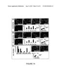 EXPANDABLE CELL SOURCE OF NEURONAL STEM CELL POPULATIONS AND METHODS FOR     OBTAINING AND USNIG THEM diagram and image