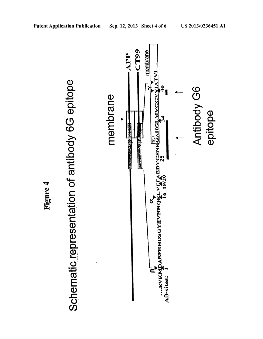 ANTIBODIES DIRECTED AGAINST AMYLOID-BETA PEPTIDE AND METHODS USING SAME - diagram, schematic, and image 05