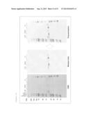 THERAPEUTIC AGENT FOR MALIGNANT TUMORS EXPRESSING MHC CLASS II diagram and image