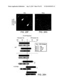 Vaccine Nanotechnology diagram and image