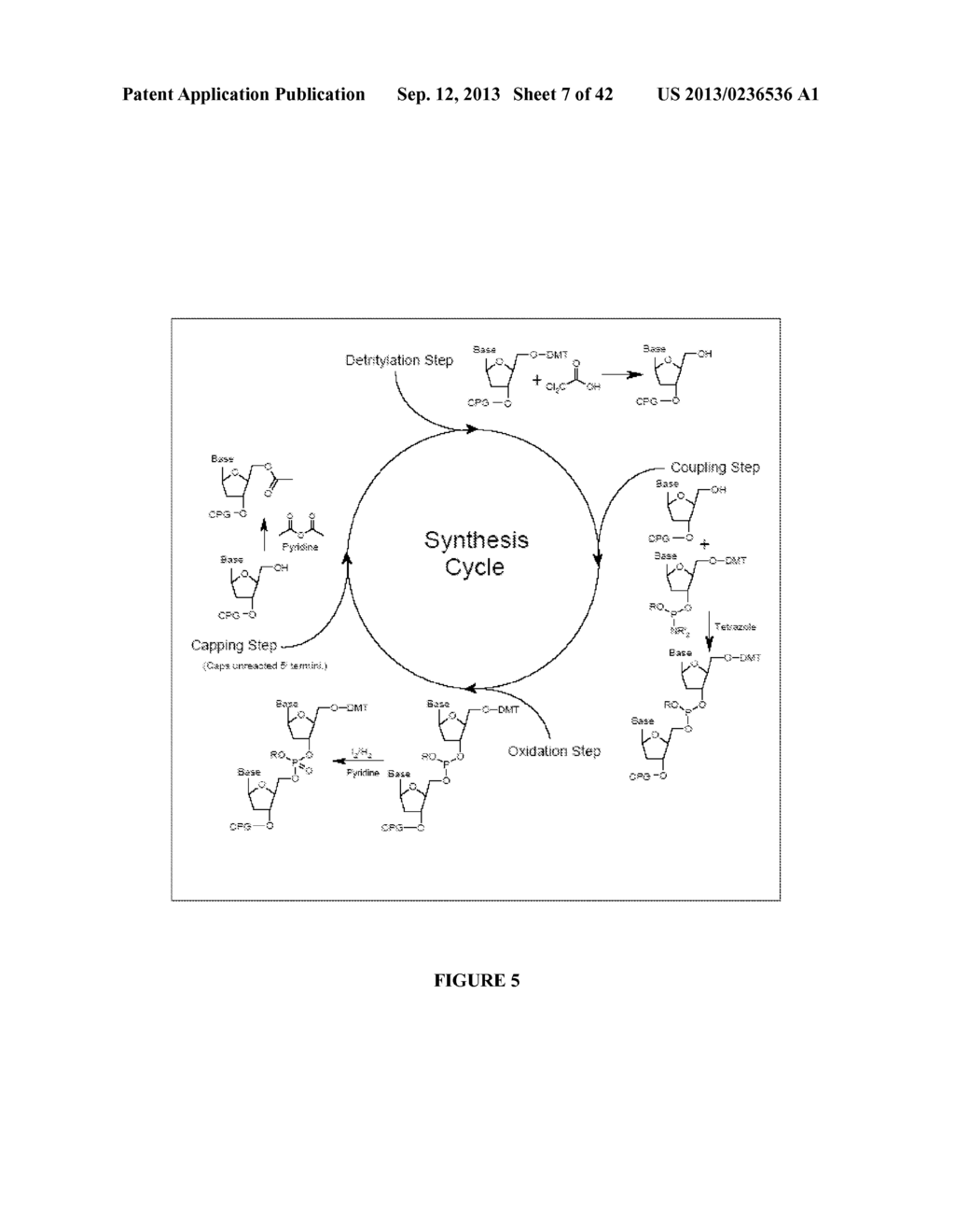 Oligonucleotide Analogues Incorporating 5-Aza-Cytosine Therein - diagram, schematic, and image 08