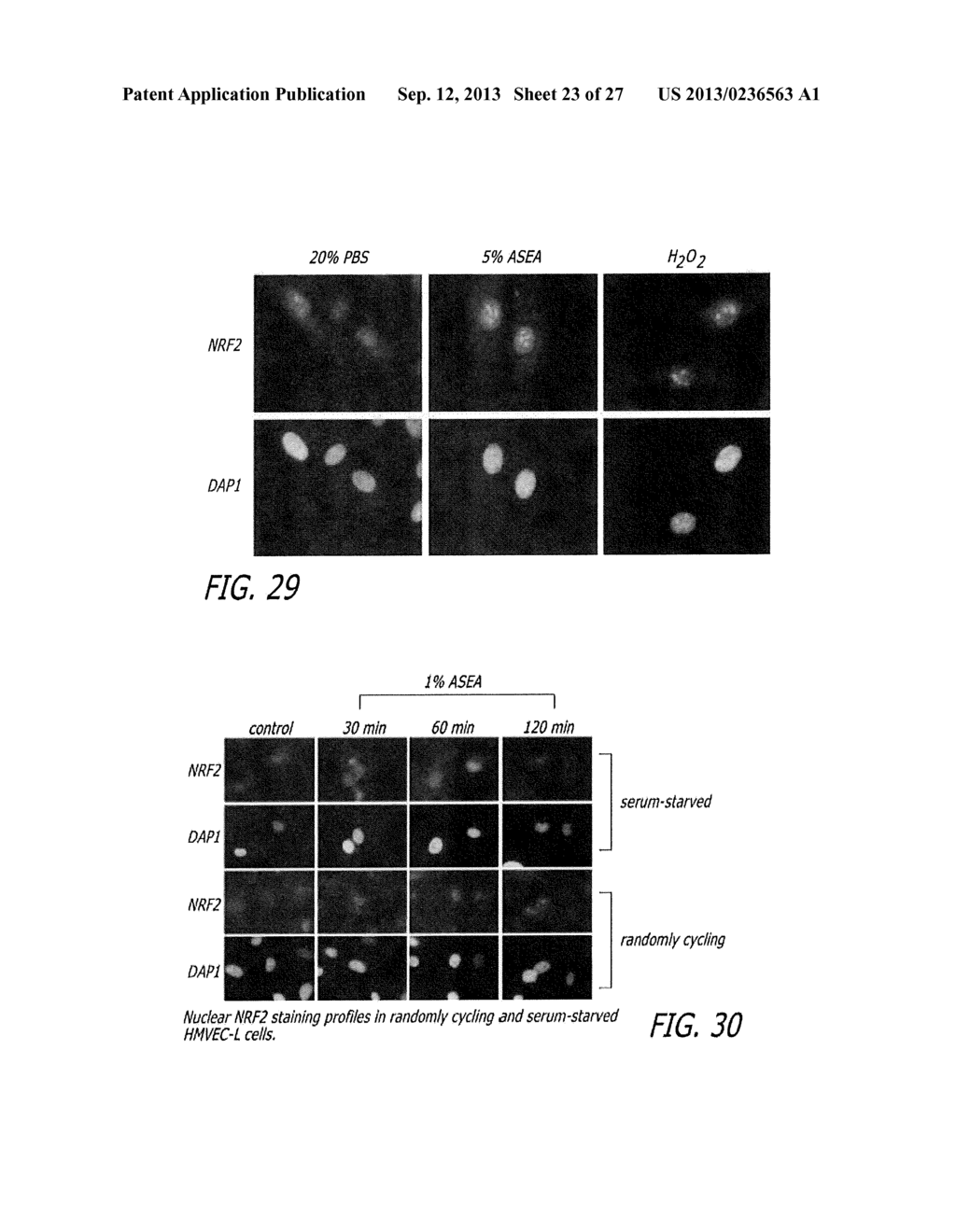 METHODS OF AMELIORATING OXIDATIVE STRESS BY INCREASING THE EFFICIENCY OF     GPX AND SOD ACTIVITY - diagram, schematic, and image 24