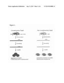 DIRECT DETECTION OF UNAMPLIFIED HEPATITIS C VIRUS RNA USING UNMODIFIED     GOLD NANOPARTICLES diagram and image