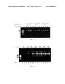 Phage Phi 29 DNA Polymerase Chimera diagram and image