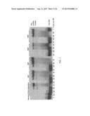 Phage Phi 29 DNA Polymerase Chimera diagram and image