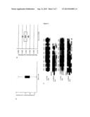 MEANS AND METHODS FOR THE DETECTION OF A PREDISPOSITION OF A FEMALE     SUBJECT TO RECURRENT PREGNANCY LOSS (RPL), PREECLAMPSIA (PE) AND/OR FETAL     GROWTH RESTRICTION (FGR) diagram and image