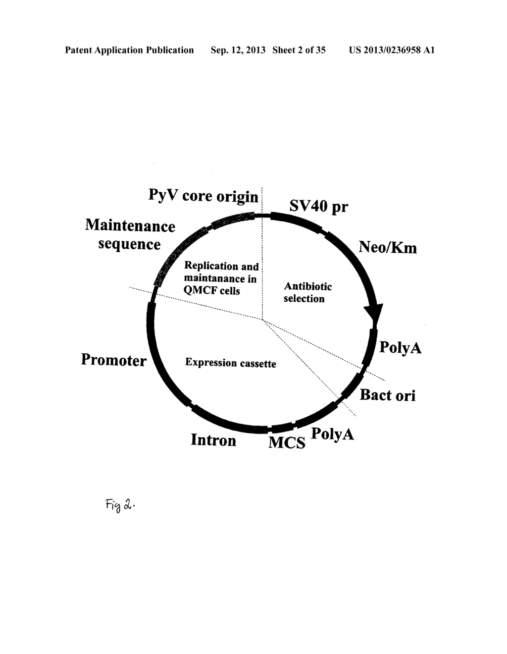 Viral expression plasmids for production of proteins, antibodies, enzymes,     virus-like particles and for use in cell-based assays - diagram, schematic, and image 03