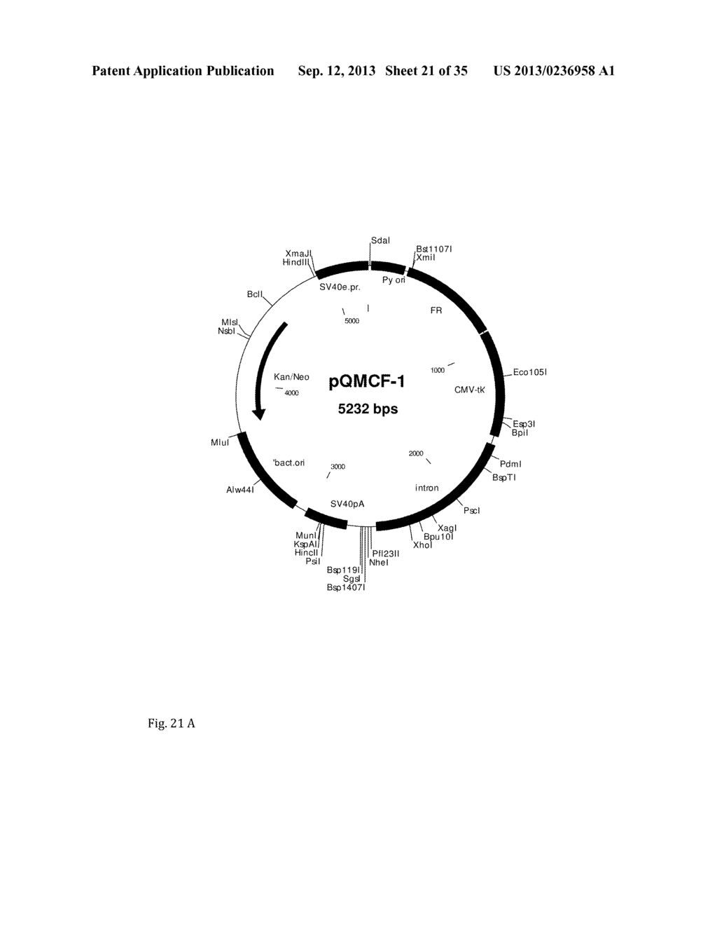 Viral expression plasmids for production of proteins, antibodies, enzymes,     virus-like particles and for use in cell-based assays - diagram, schematic, and image 22