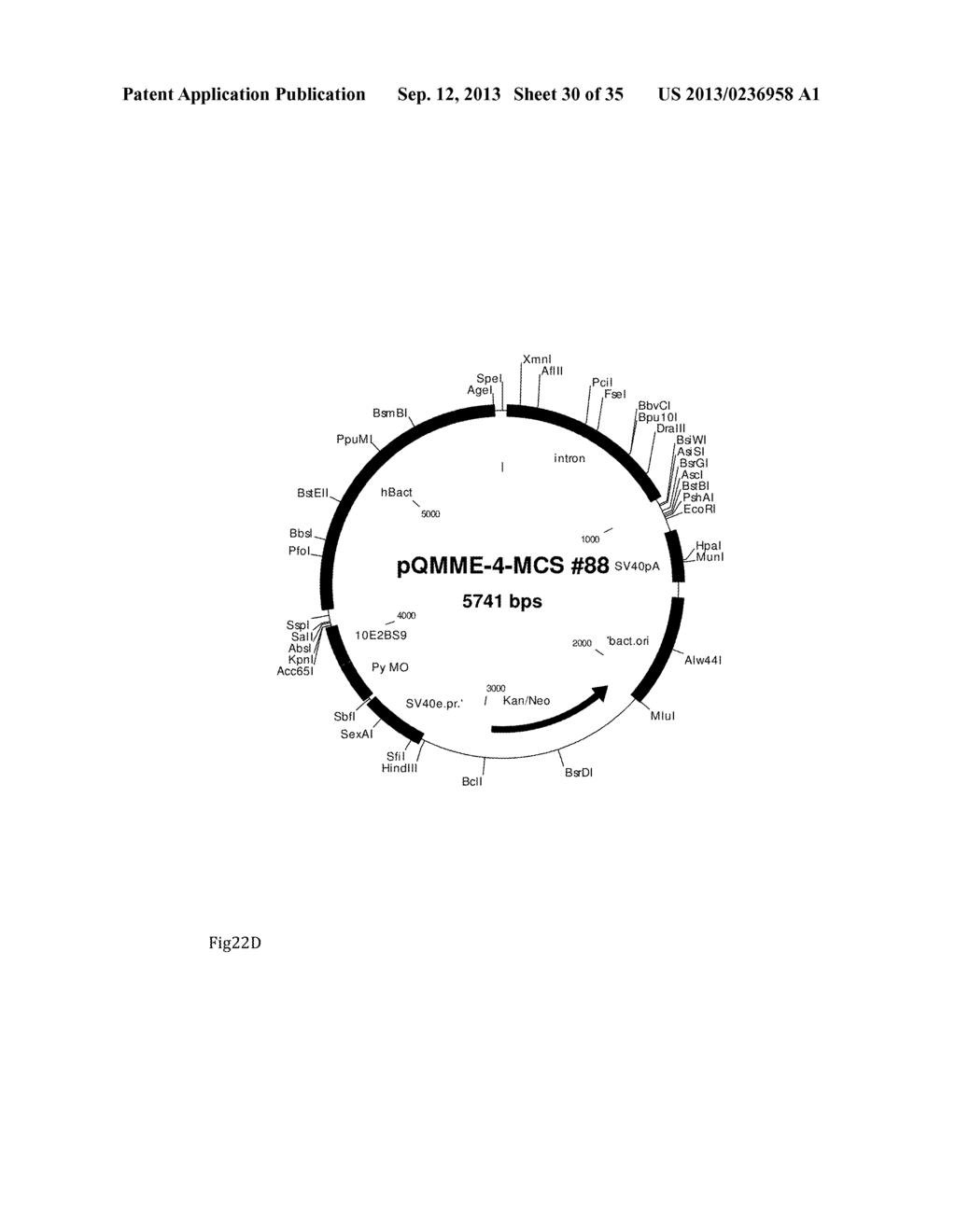 Viral expression plasmids for production of proteins, antibodies, enzymes,     virus-like particles and for use in cell-based assays - diagram, schematic, and image 31