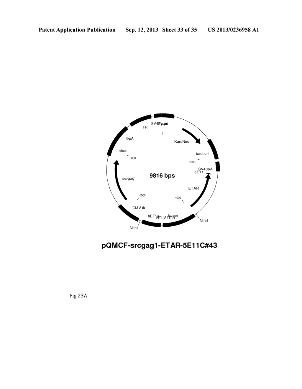 Viral expression plasmids for production of proteins, antibodies, enzymes,     virus-like particles and for use in cell-based assays - diagram, schematic, and image 34