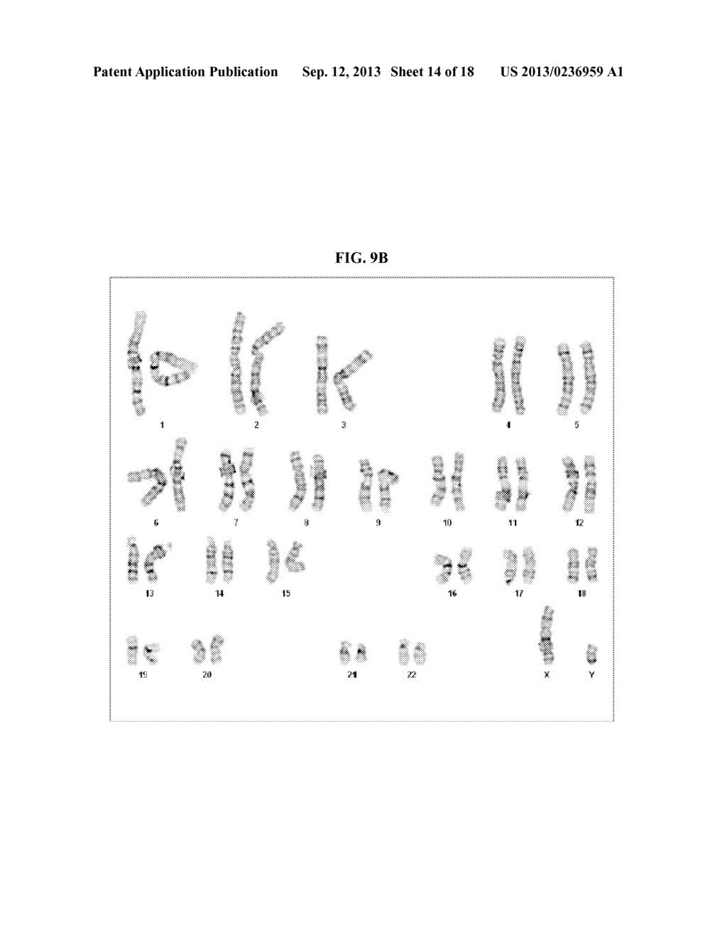 FGF-2 HAVING ENHANCED STABILITY - diagram, schematic, and image 15