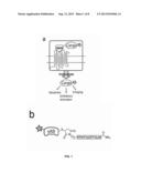 NK-1 Receptor Mediated Delivery of Agents to Cells diagram and image