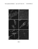 NK-1 Receptor Mediated Delivery of Agents to Cells diagram and image