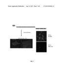 NK-1 Receptor Mediated Delivery of Agents to Cells diagram and image