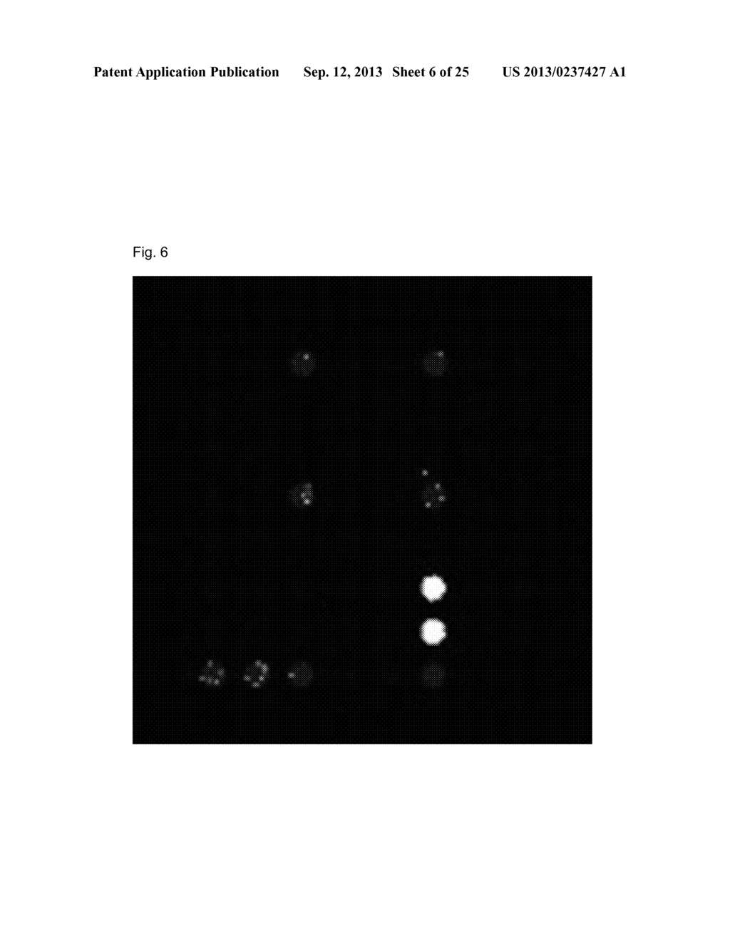 Y-SHAPED PROBE AND VARIANT THEREOF, AND DNA MICROARRAY, KIT AND GENETIC     ANALYSIS METHOD USING THE SAME - diagram, schematic, and image 07