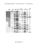 DRUG SELECTION FOR GASTRIC CANCER THERAPY USING ANTIBODY-BASED ARRAYS diagram and image