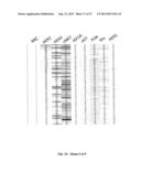 DRUG SELECTION FOR GASTRIC CANCER THERAPY USING ANTIBODY-BASED ARRAYS diagram and image