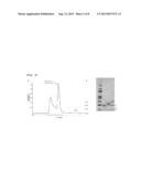 MODIFIED HUMAN TUMOR NECROSIS FACTOR RECEPTOR-I POLYPEPTIDE OR FRAGMENT     THEREOF, AND METHOD FOR PREPARING SAME diagram and image