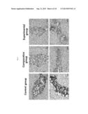 ARYLOXY PHENOXY ACRYLIC COMPOUND HAVING HIF-1 INHIBITION ACTIVITY, METHOD     FOR PREPARING SAME, AND PHARMACEUTICAL COMPOSITION CONTAINING SAME AS AN     ACTIVE INGREDIENT diagram and image