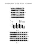 BERBERINE ALKALOID AS A MEDICAMENT FOR PREVENTION AND TREATMENT OF NEURAL     DISEASE diagram and image