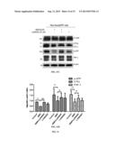 BERBERINE ALKALOID AS A MEDICAMENT FOR PREVENTION AND TREATMENT OF NEURAL     DISEASE diagram and image