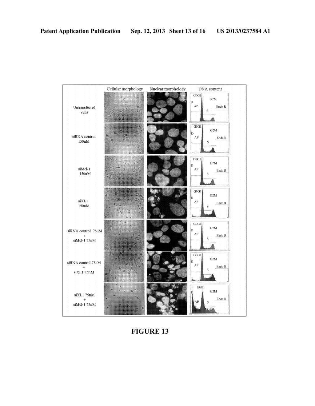 CANCER THERAPY USING Bcl-XL-SPECIFIC siNA - diagram, schematic, and image 14