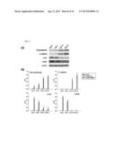 Composite for Thermo-Sensitive Cell-Tissue Transplanted Scaffold and Use     thereof diagram and image