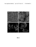 REDUCED GRAPHENE OXIDE-BASED-COMPOSITES FOR THE PURIFICATION OF WATER diagram and image