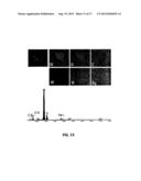 REDUCED GRAPHENE OXIDE-BASED-COMPOSITES FOR THE PURIFICATION OF WATER diagram and image