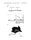 Proteomic Antisense Molecular Shield and Targeting diagram and image