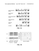 RNA INTERFERENCE FOR THE TREATMENT OF HEART FAILURE diagram and image