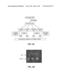 RNA INTERFERENCE FOR THE TREATMENT OF HEART FAILURE diagram and image