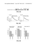 RNA INTERFERENCE FOR THE TREATMENT OF HEART FAILURE diagram and image