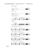 ONCOLYTIC ADENOVIRAL VECTORS CODING FOR MONOCLONAL ANTI-CTLA-4 ANTIBODIES diagram and image